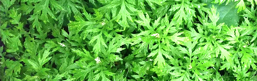 お灸堂　まり鍼灸院